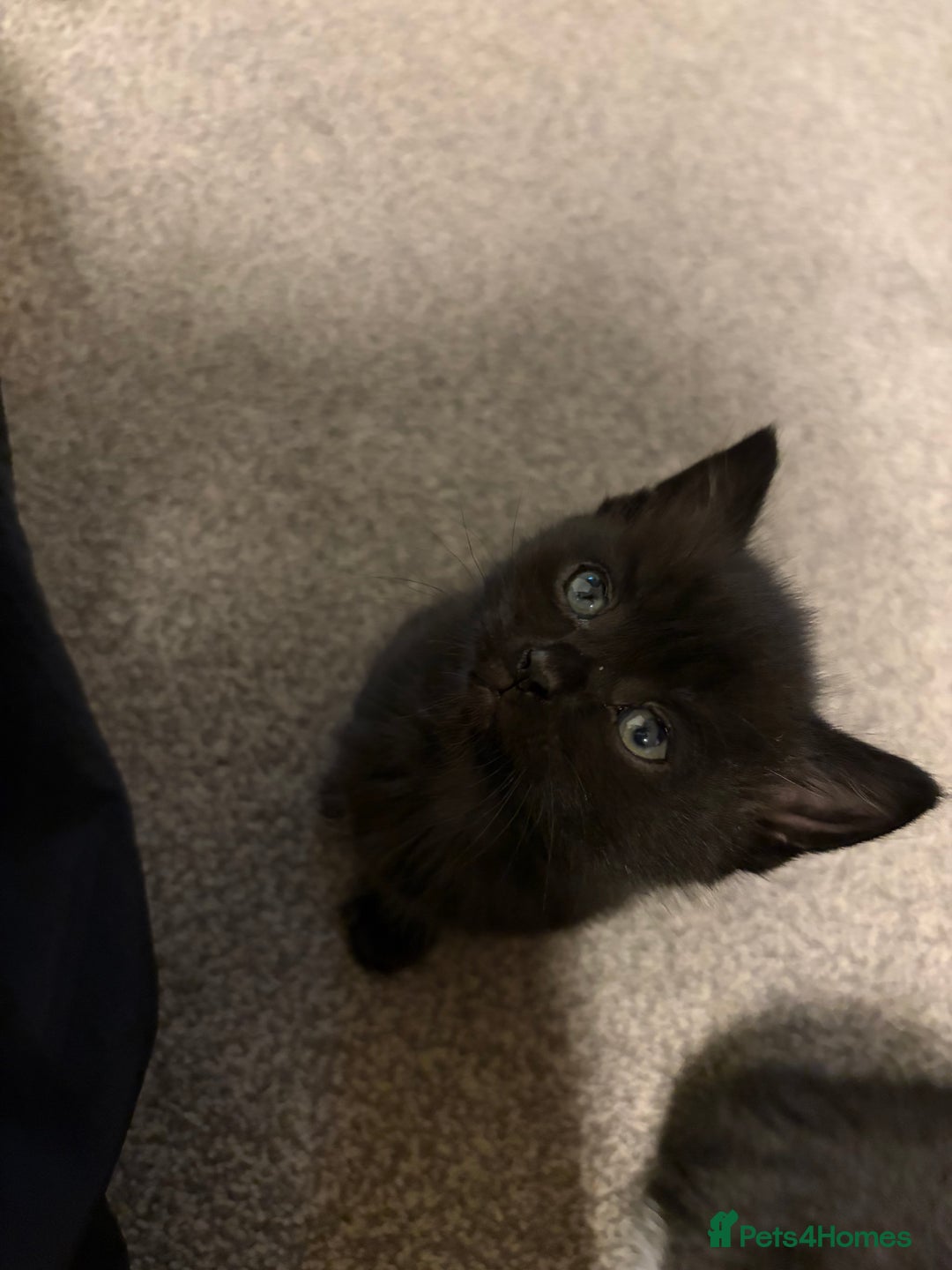 Mixed Breed cats for sale: Lovely ready to go kittens - Image 4