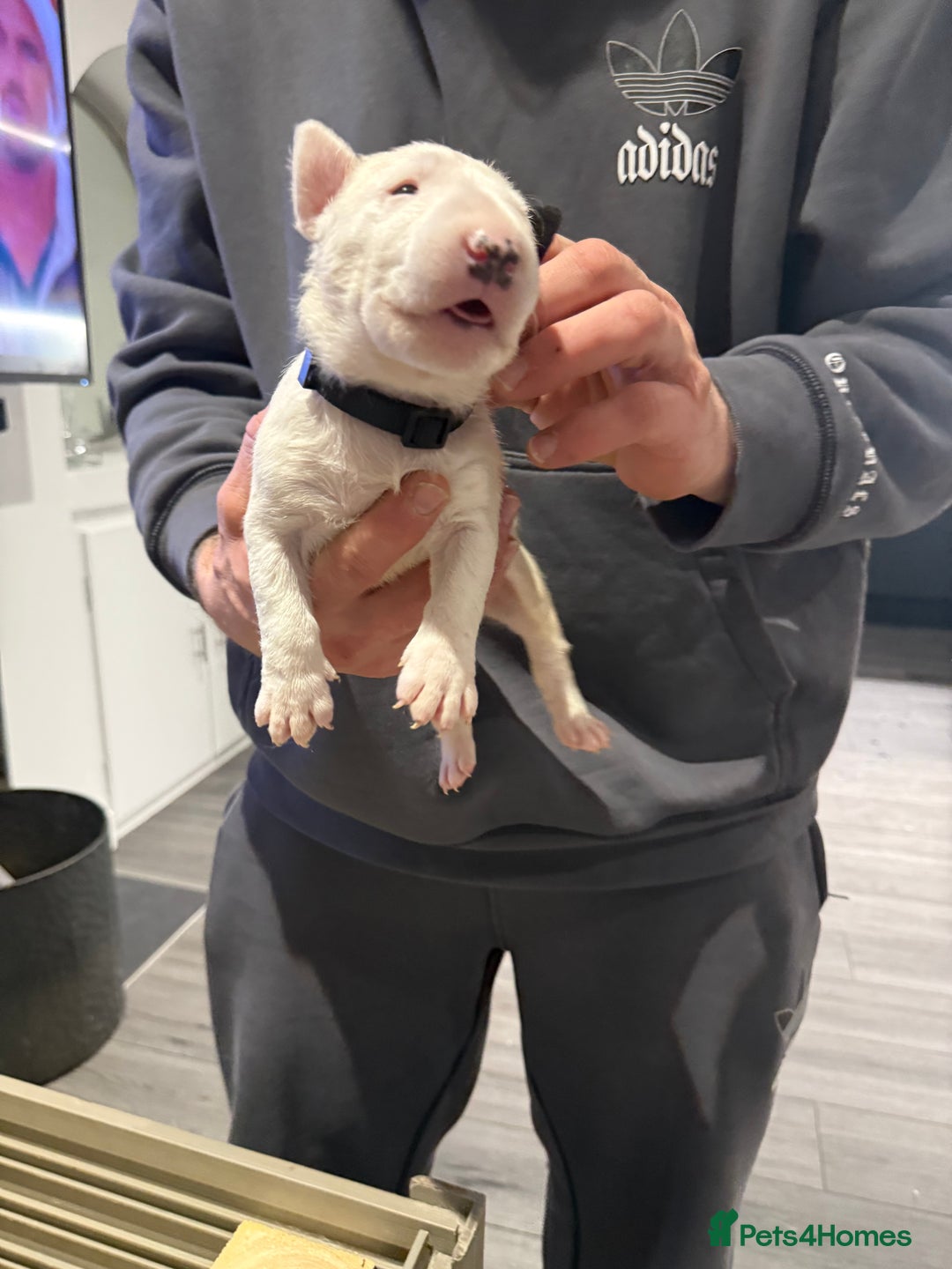 English Bull Terrier dogs for sale: English bull terrier puppy’s 4 weeks old  - Advert 15