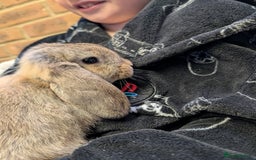 German Lop rabbits for sale: German Lop Rabbits - 10 week old babies - Image 4