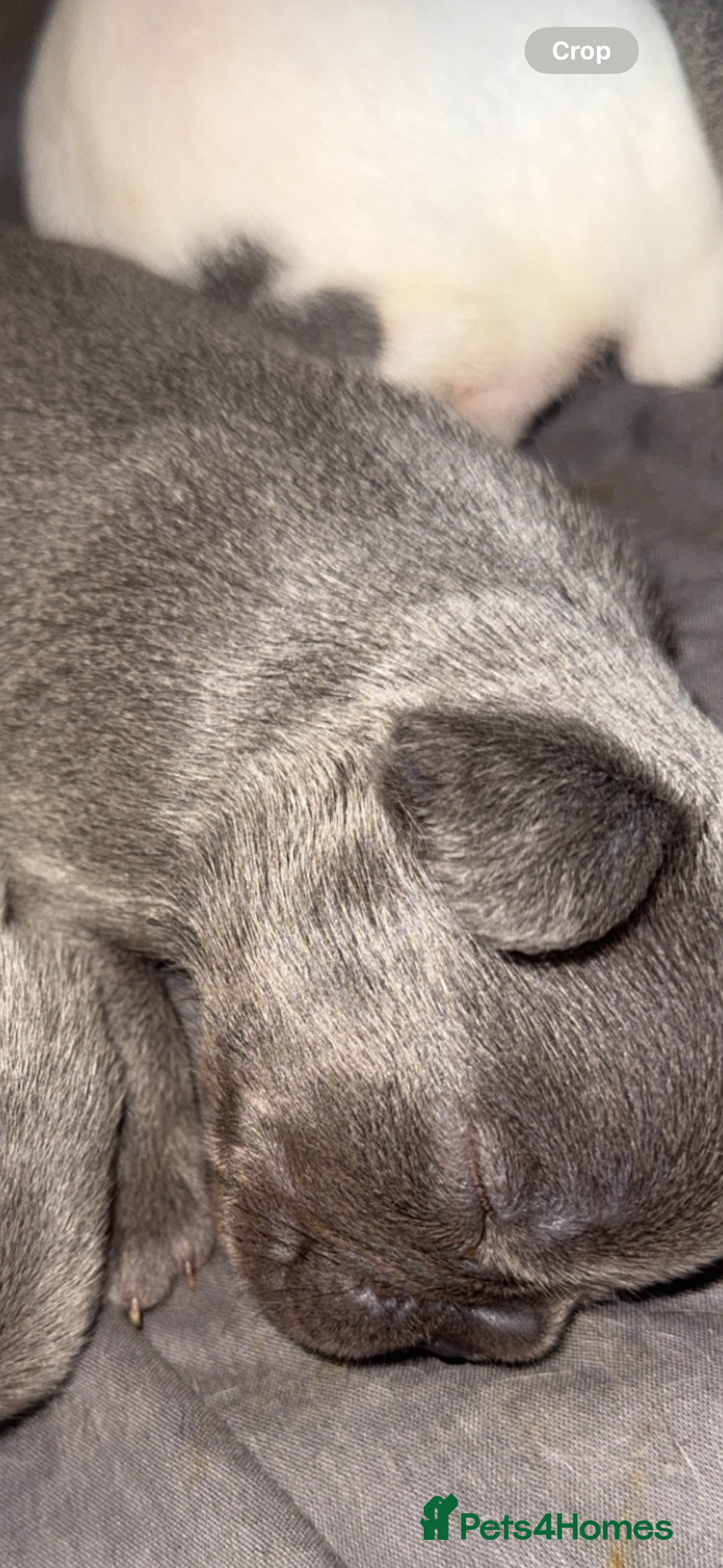 French Bulldog dogs for sale: 8 KC Reg’d French Bulldog Pups For Sale - Image 11