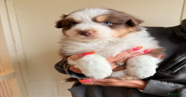 Australian Shepherd dogs - Advert 14