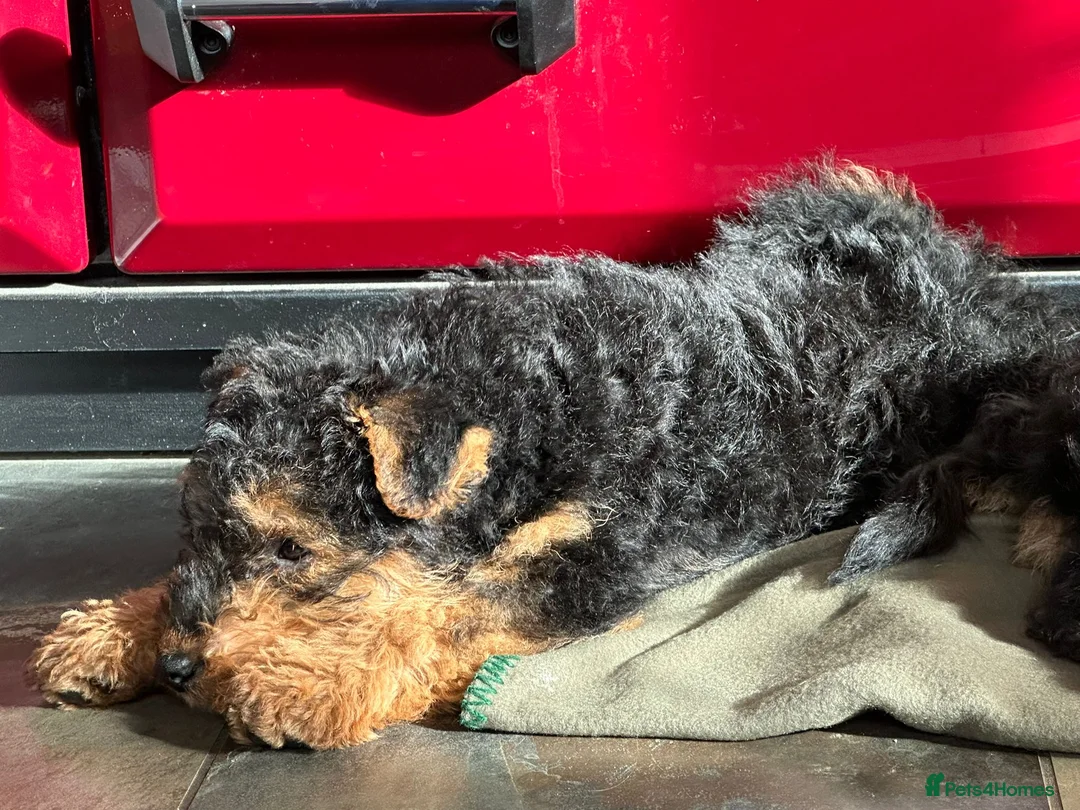 Welsh Terrier dogs for sale: Welsh Terrier Boys available  in Llandysul - Advert 2