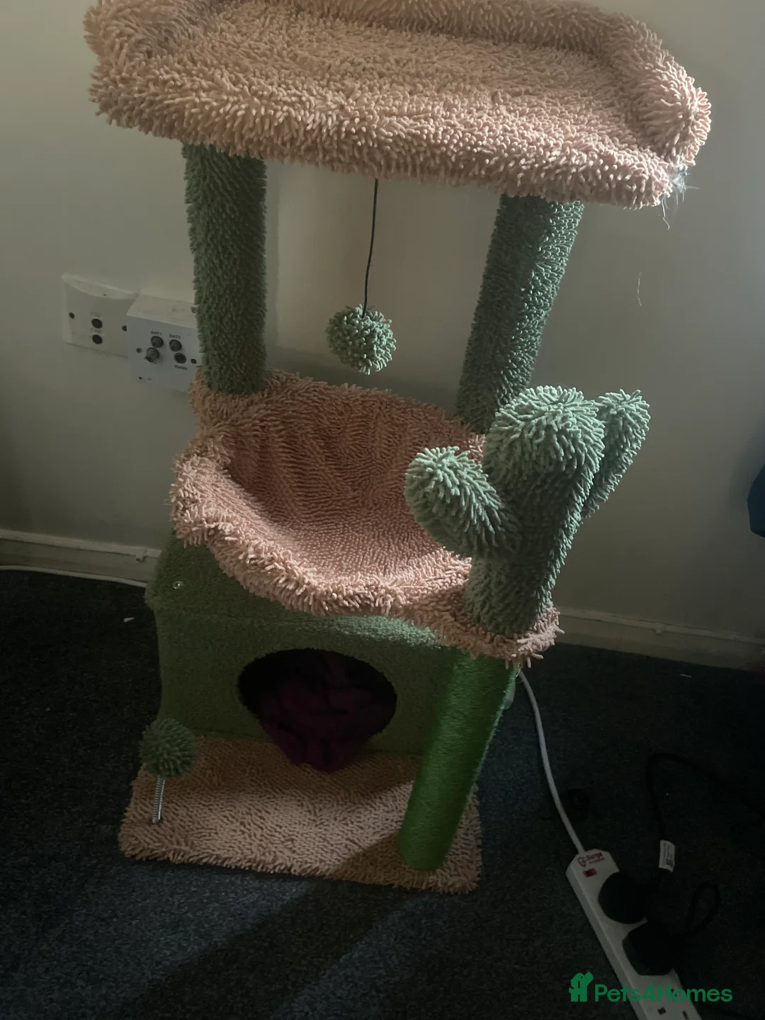 Mixed Breed cats for sale: Beautiful Tabby - Advert 4