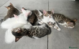 Bengal cats for sale: 7 Bengal x Tabby Kittens for Sale.  - Image 19