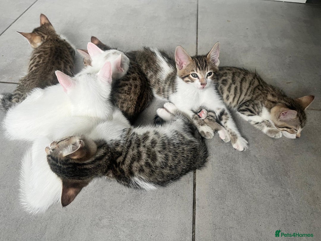 Bengal cats for sale: 7 Bengal x Tabby Kittens for Sale.  - Image 19