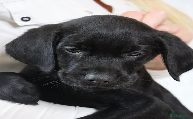Labrador Retriever dogs - Advert 2