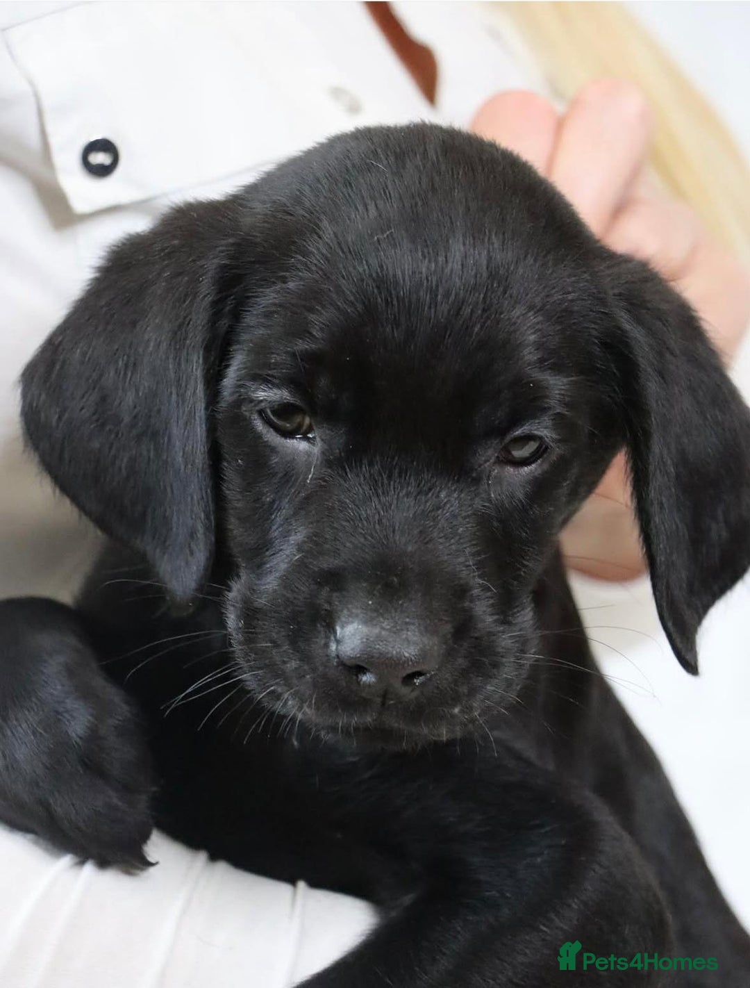 Labrador Retriever dogs for sale: Labrador puppies  - Image 1