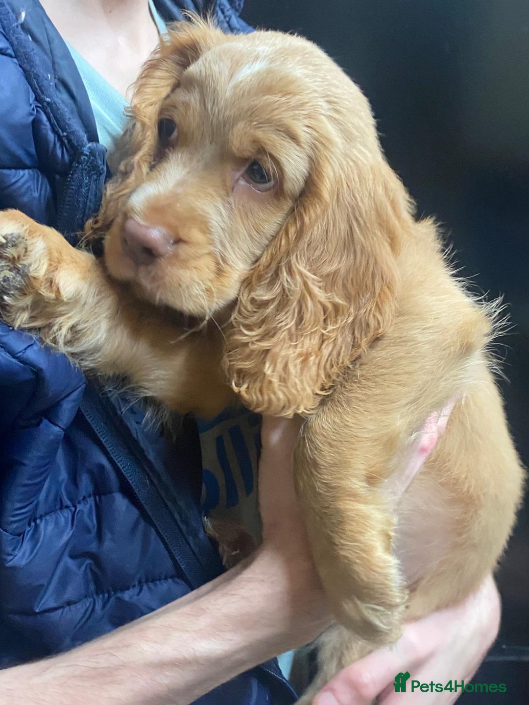 Cocker Spaniel dogs for sale: Stunning cocker spaniel puppies 2 boys left  - Advert 8
