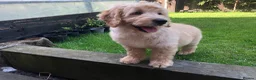 Goldendoodle dogs for sale: F1 Miniature Goldendoodle 100% DNA Health Tested - Advert 10