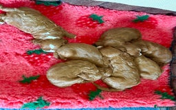 Cavapoo dogs for sale: Outstanding Red F1 cavapoo puppies H/C DNA CLEAR - Image 10