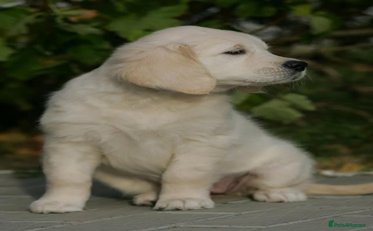 Golden Retriever dogs - Advert 6