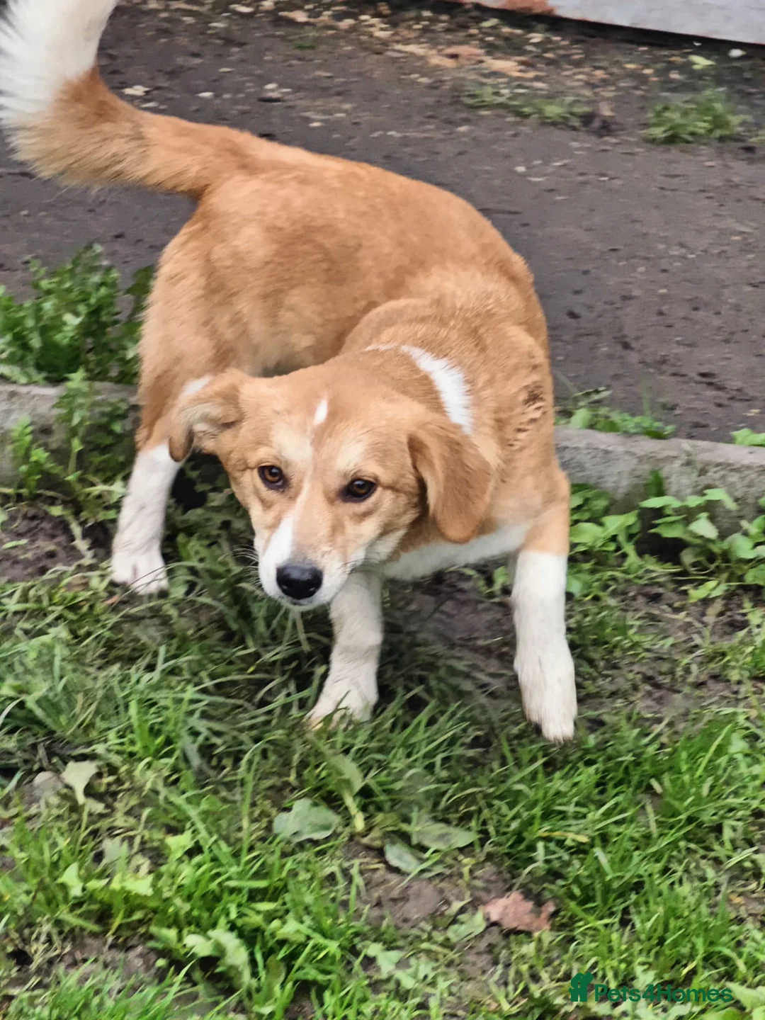 Mixed Breed dogs for adoption: ❤️MEYA & KALLIE❤️-SMALL SISTERS SEEK A KIND HOME - Advert 13