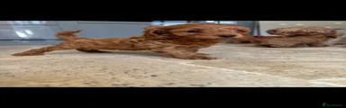 Cavapoo 2