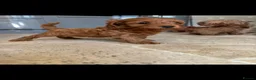 Cavapoo dogs for sale: Cavapoo pups  - Advert 12