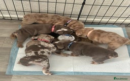English Bulldog dogs for sale: English bulldog pups - Image 3