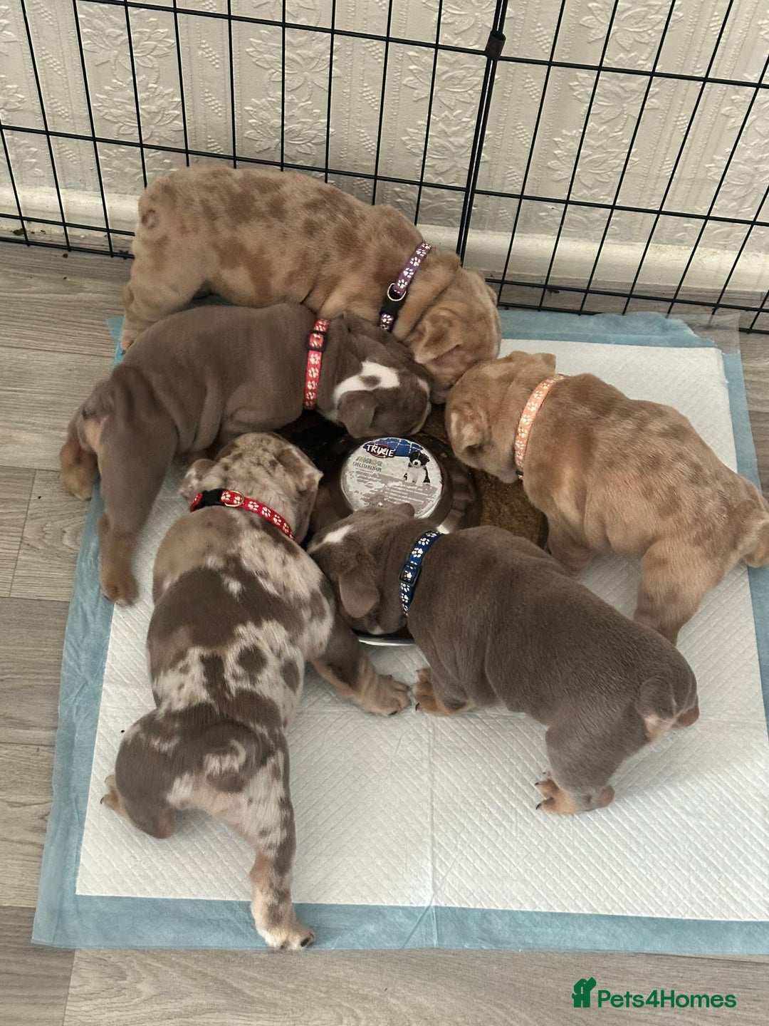 English Bulldog dogs for sale: English bulldog pups - Image 3