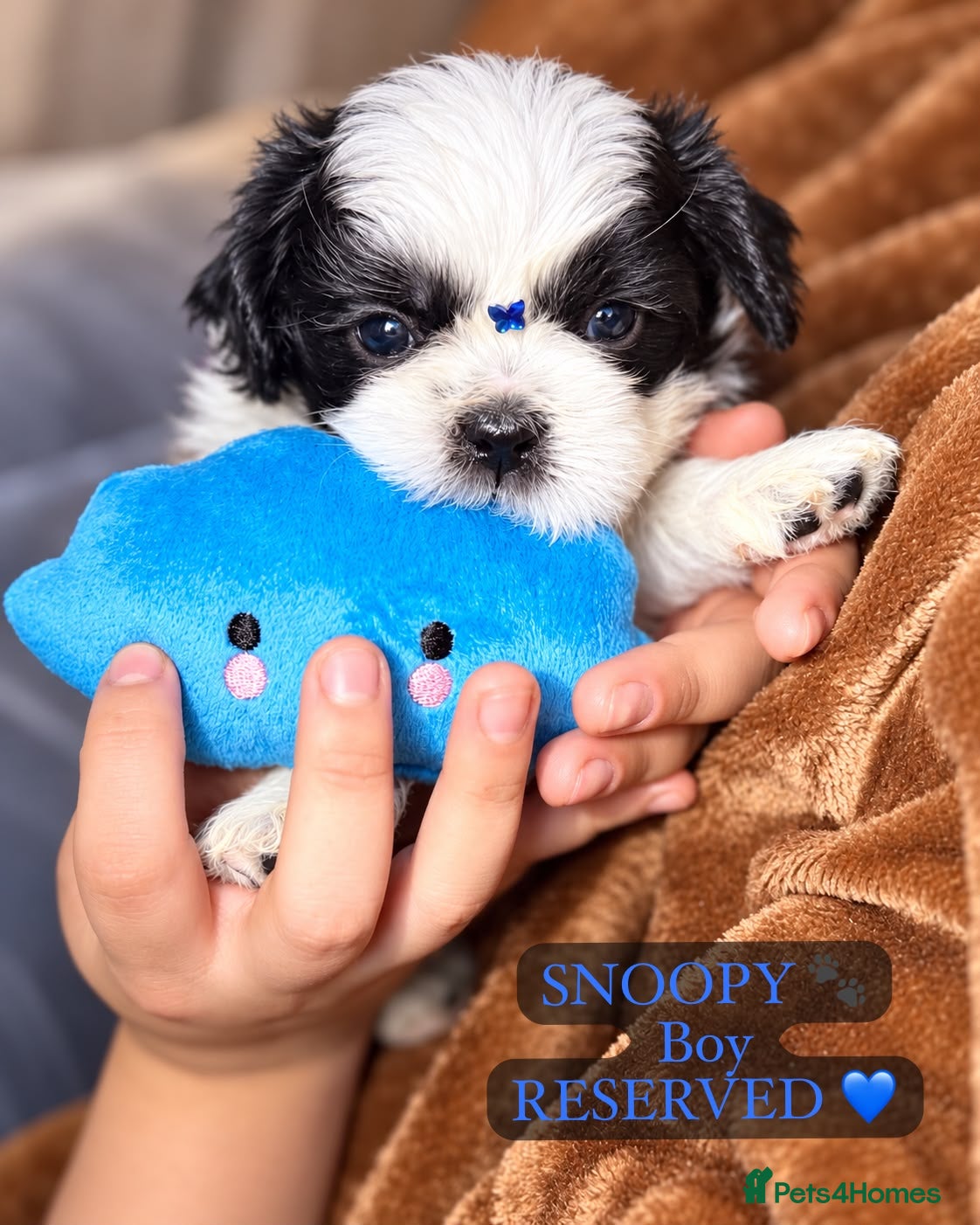 Shih Tzu dogs for sale: Beautiful Shih Tzu Puppies – Boys & Girls - Advert 2