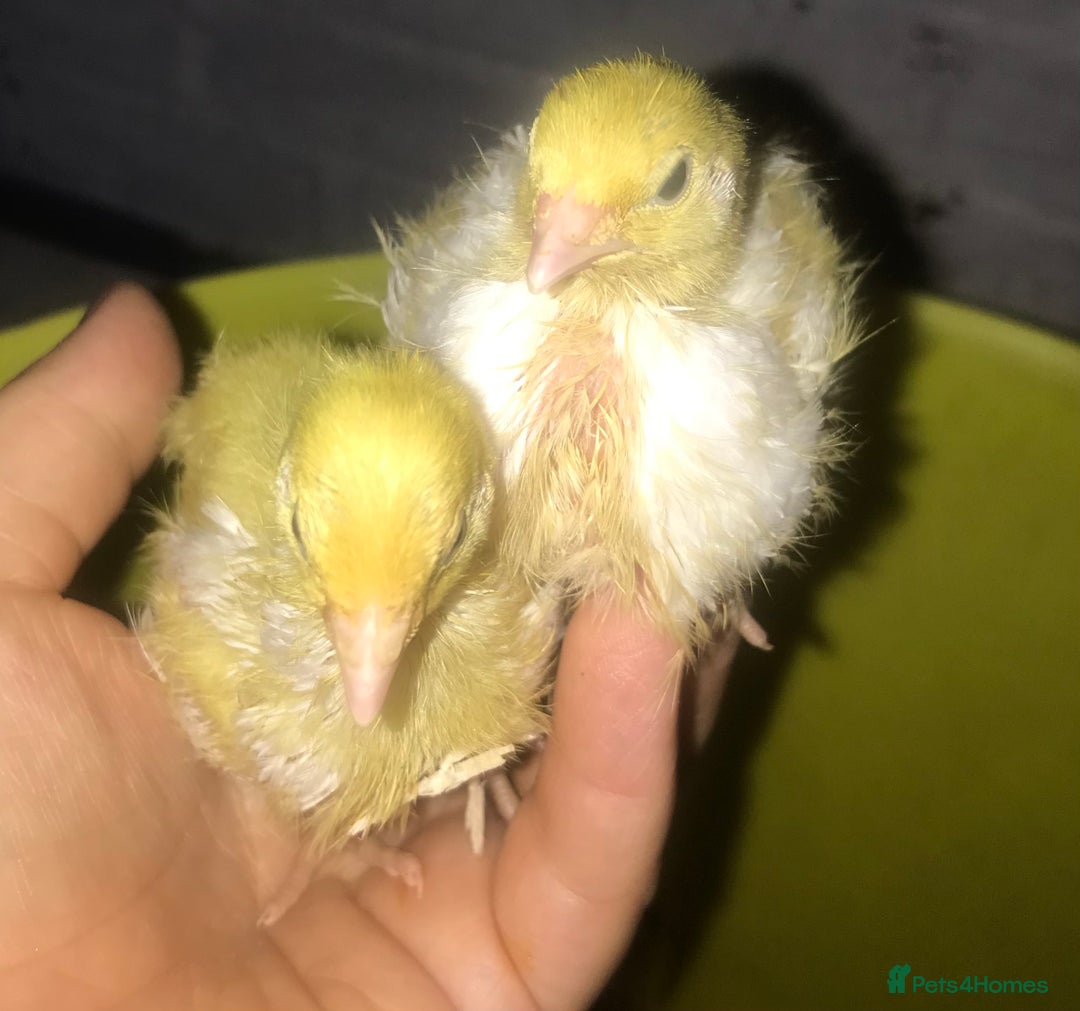 Quail poultry for sale: JUMBO QUAIL CHICKS & SEXED JUMBOS ! - Image 18