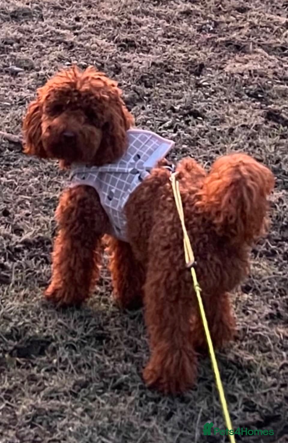 Toy Poodle dogs Two beautiful Pure Red Toy Poodle boys  - Advert 1