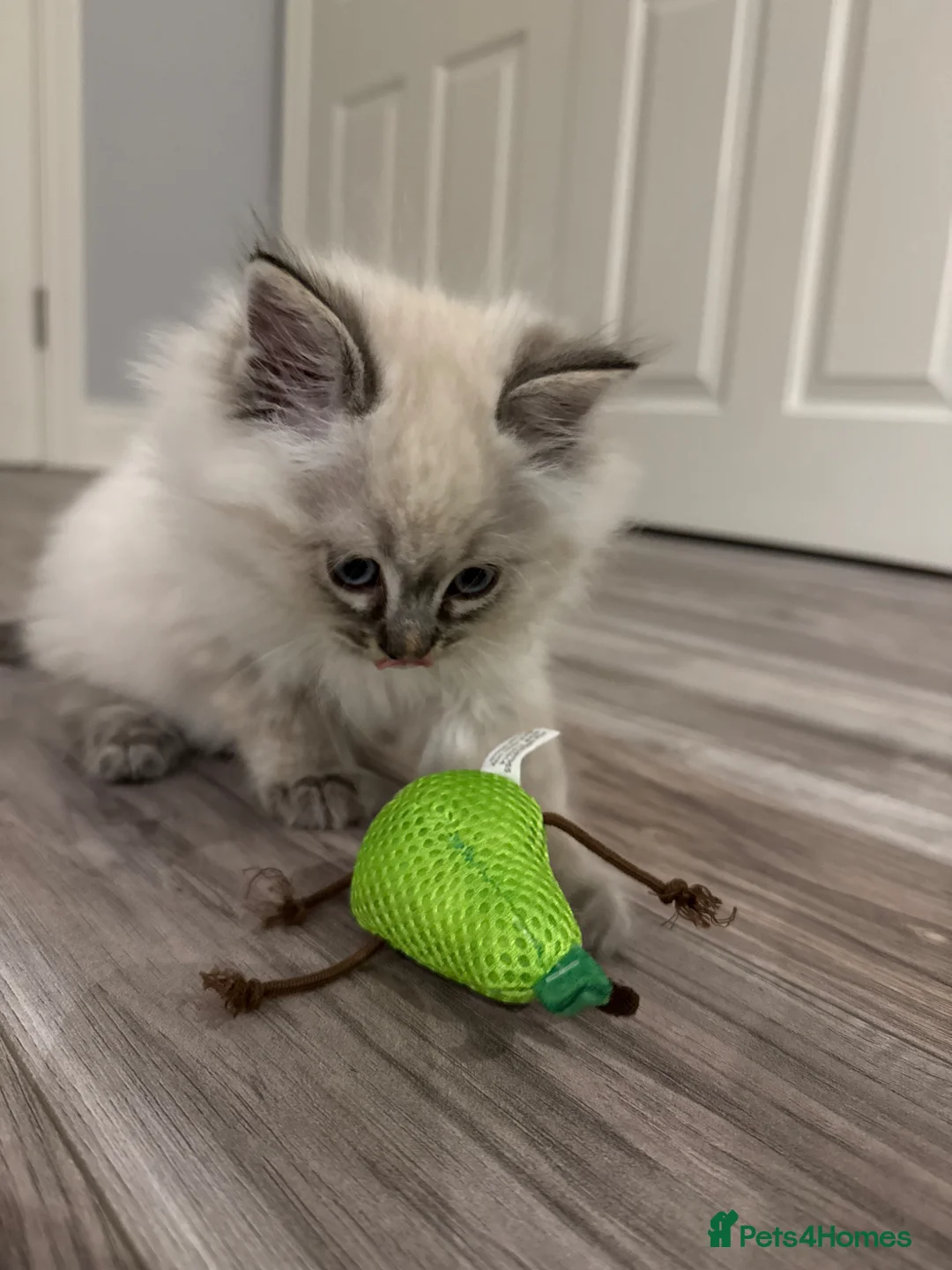 Ragdoll cats for sale: Rehome Pure Ragdoll Lynx Male  in Waltham Cross - Advert 1