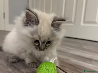 Ragdoll cats Rehome Pure Ragdoll Lynx Male - Advert 10