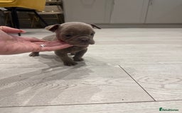 Olde English Bulldogge dogs for sale: Top quality olde English bulldogs - NEBBER REG - Advert 16