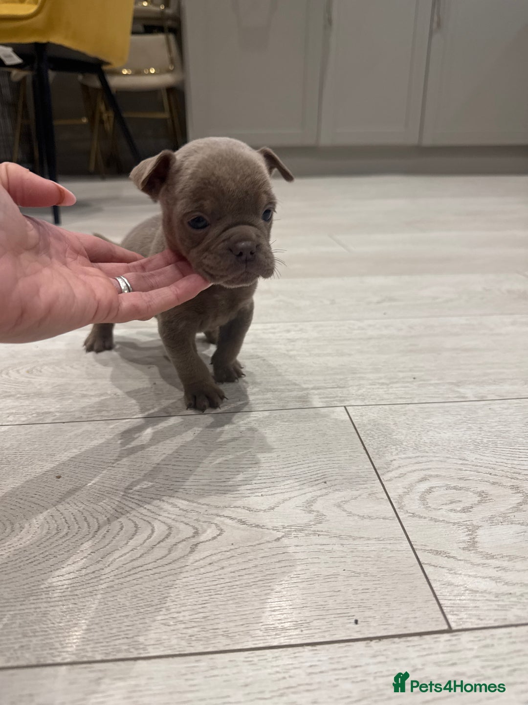 Olde English Bulldogge dogs for sale: Top quality olde English bulldogs - NEBBER REG - Advert 16