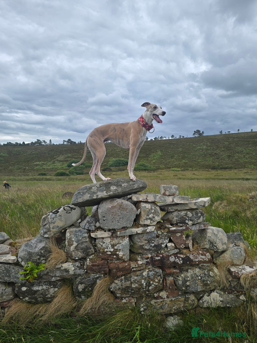 Whippet dogs for sale: KC Registered Small Whippet Puppies - Advert 24