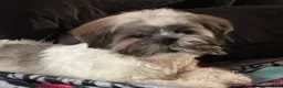 Lhasa Apso dogs for sale: RKC Lhasa Apso Puppies Due June 2026 - Advert 1
