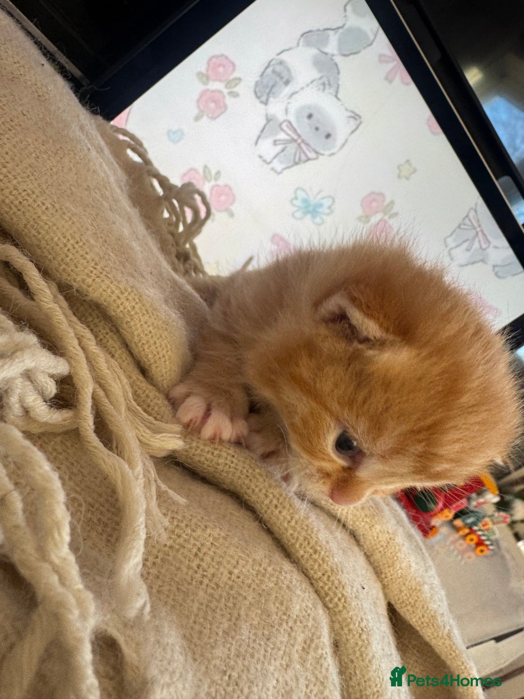 British Shorthair cats for sale: Adorable kittens - Advert 8