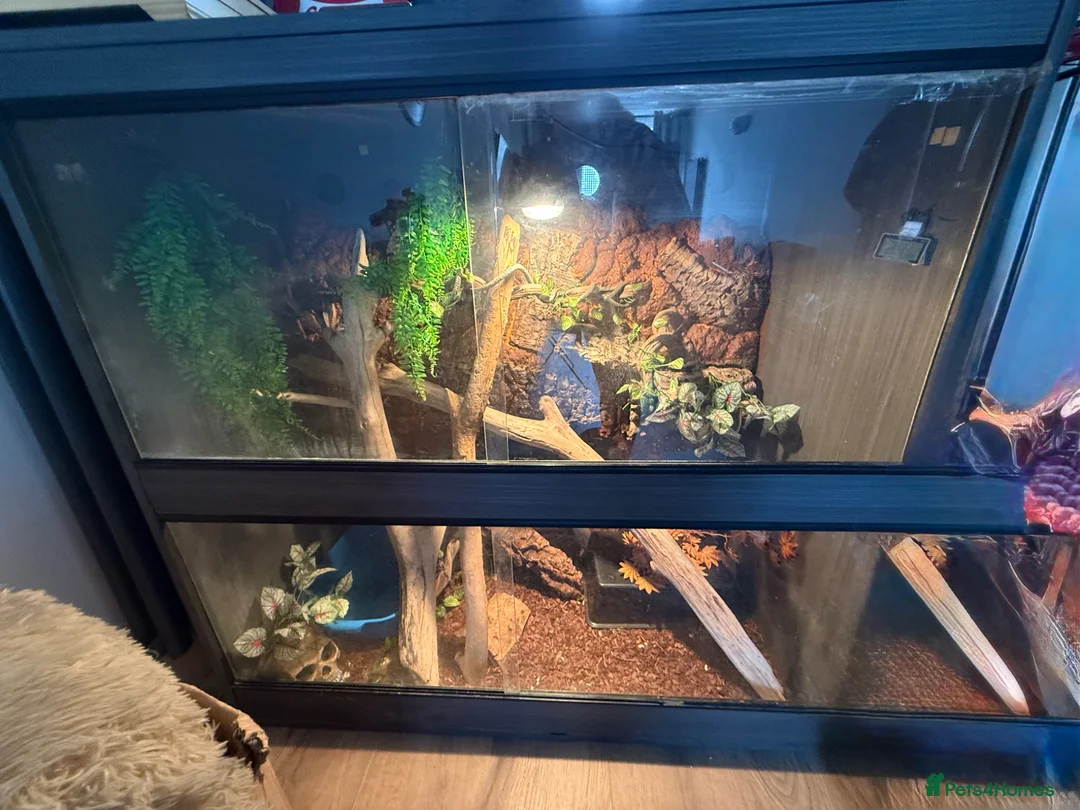 Python Snake reptiles for sale: Female ball python with everything included  - Advert 13