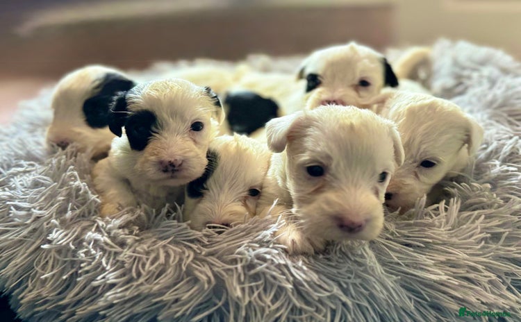 Sealyham Terrier dogs - Advert 1