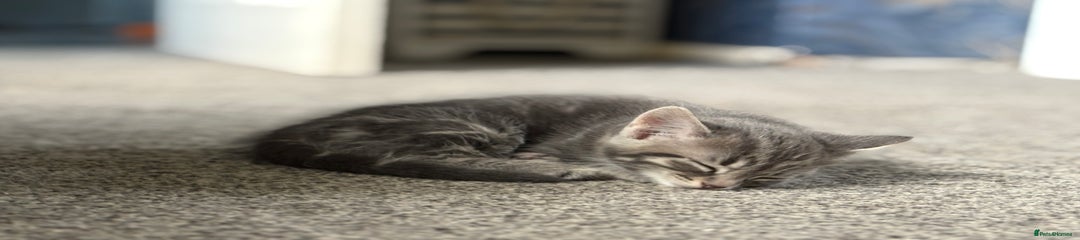 Grey tabby boy 