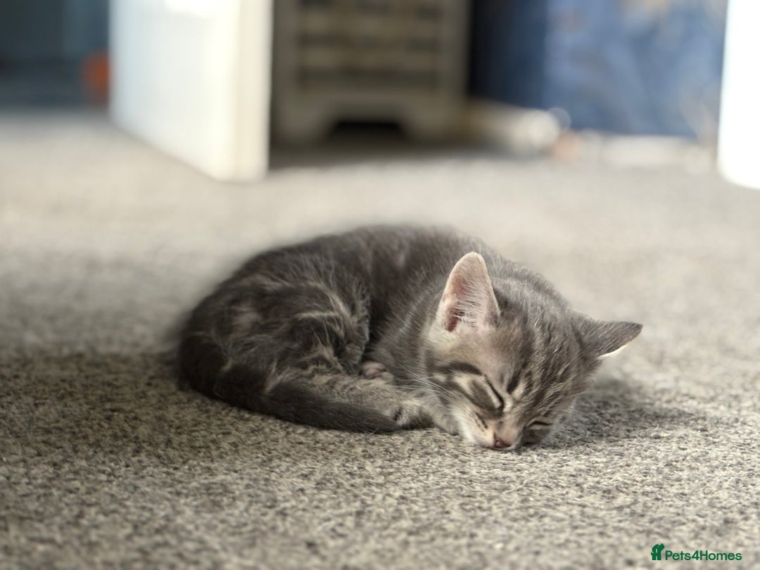 Mixed Breed cats for sale: Grey male kittens ready now  - Image 4