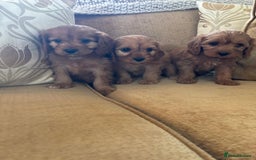 Cavapoo dogs for sale: LICENSED BREEDER HEALTH TESTED CAVAPOOS F1  - Image 7