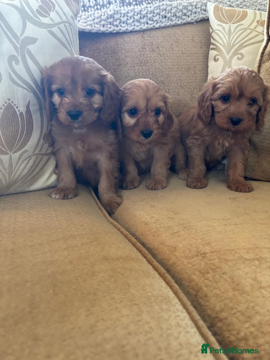 Cavapoo dogs for sale: LICENSED BREEDER HEALTH TESTED CAVAPOOS F1  - Image 7