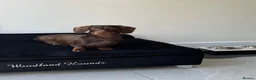 Miniature Dachshund dogs for sale: KC registered. Miniature Dachshunds. PRA clear. - Advert 11