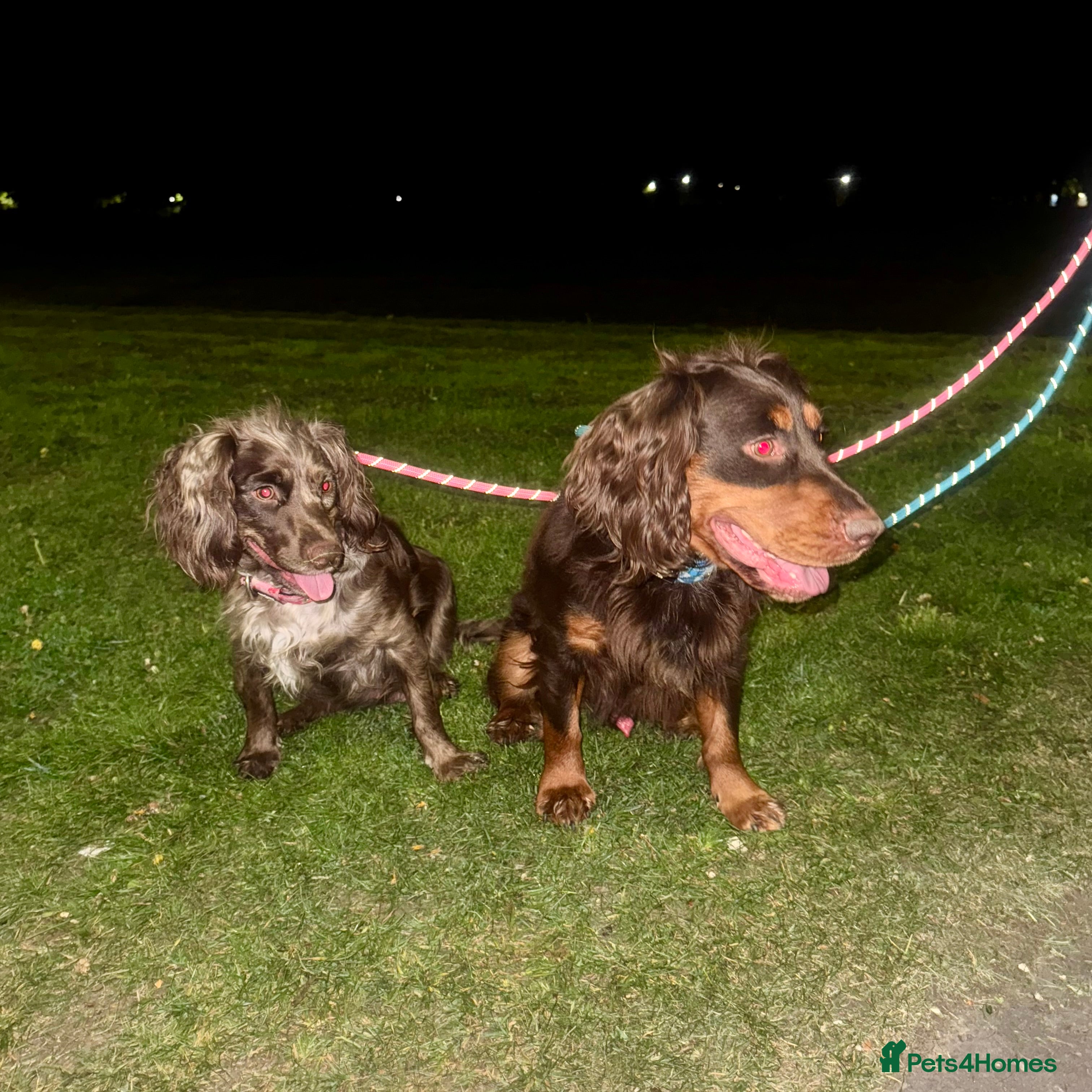 Cocker Spaniel dogs 2 ABSOLUTELY STUNNING GIRLS LEFT 💜 - Advert 2