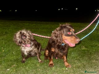 Cocker Spaniel dogs 2 ABSOLUTELY STUNNING GIRLS LEFT 💜 - Advert 2
