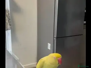 Lorikeets birds Ring neck - Advert 11