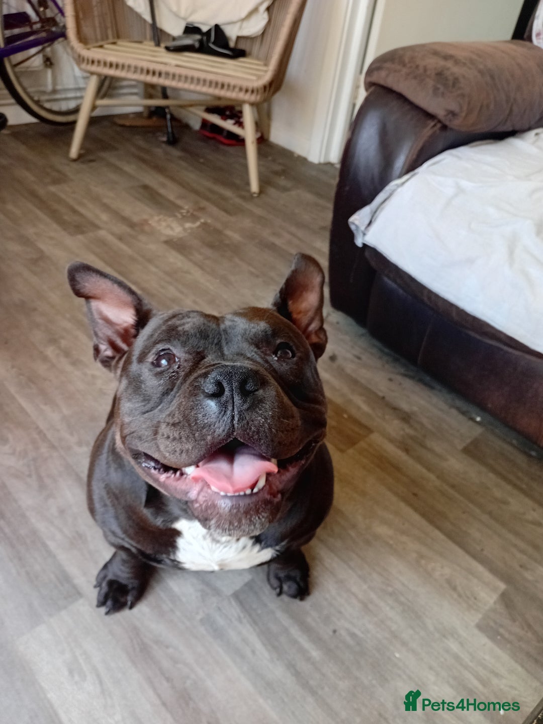Mixed Breed dogs for sale: Pocket bully  - Image 5