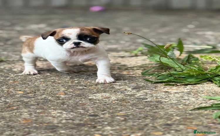 Mixed Breed dogs - Advert 2