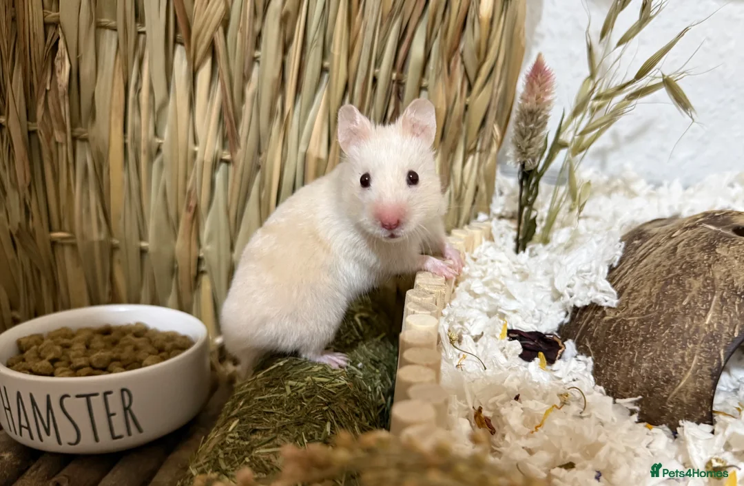 Hamster rodents for sale: Syrian Hamster + BUCATSTATE Setup - Advert 1