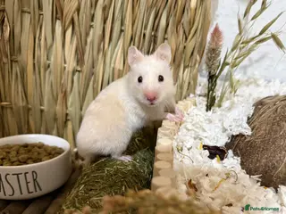 Hamster rodents Female Syrian Hamster - Advert 2