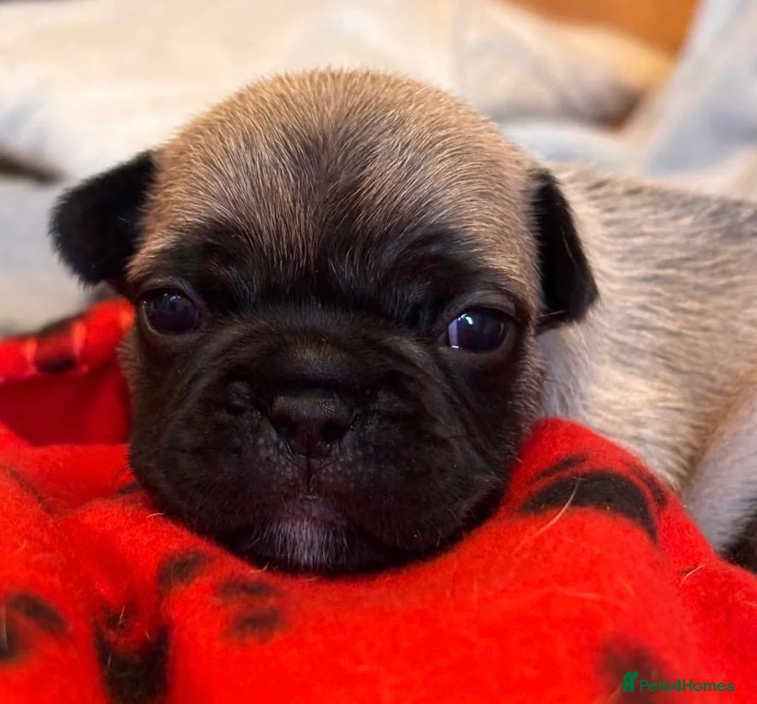 French Bulldog dogs for sale: 🐾 Adorable French Bulldog Puppies 🐾 - Advert 9