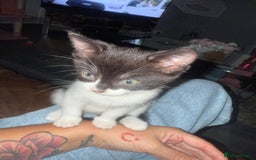 Mixed Breed cats for sale: Black & white female kitten - Image 2