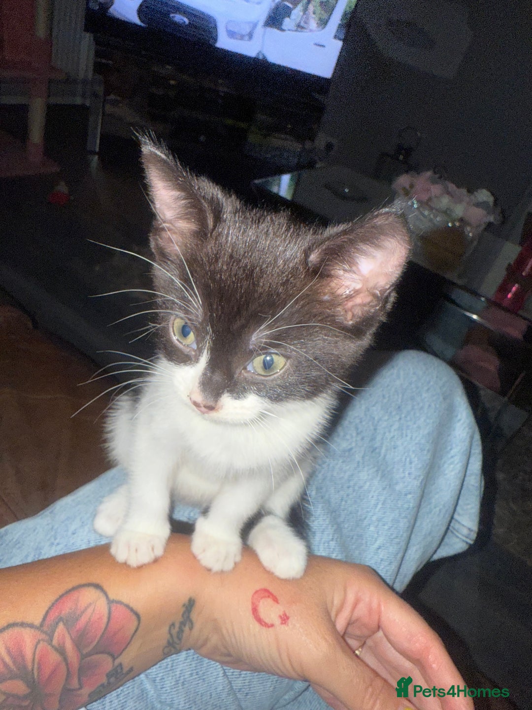 Mixed Breed cats for sale: Black & white female kitten - Image 2