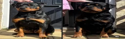 Rottweiler dogs for sale: Rottweiler Puppies  - Advert 7
