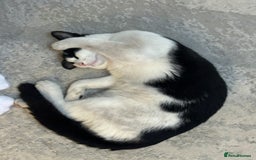 Domestic Shorthair cats for sale: Beautiful Domestic Cats-Mum,Dad&3 Adorable Kittens - Image 16
