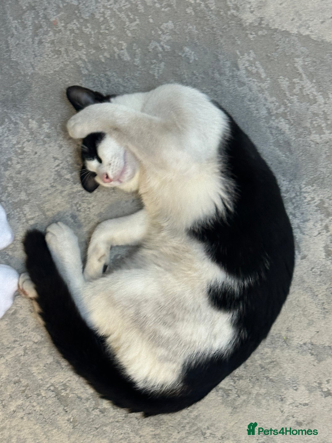 Domestic Shorthair cats for sale: Beautiful Domestic Cats-Mum,Dad&3 Adorable Kittens - Image 16